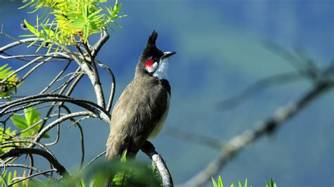 New study traces the evolution of South Asia's bulbuls to other parts of Asia and even Africa