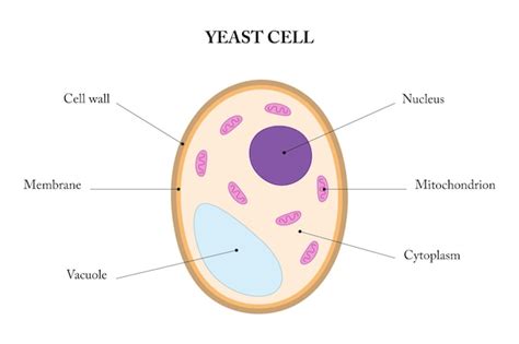 Premium Vector | Labeled diagram of a yeast cell