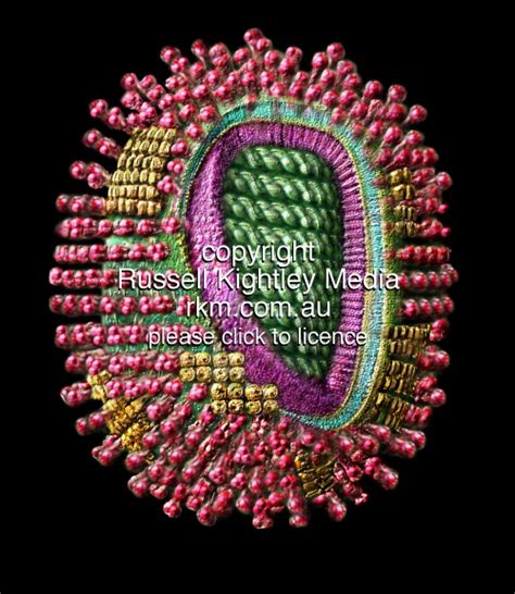 Influenza Virus illustration: flu virus structure diagram, picture by ...