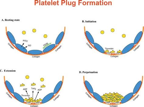 Steps in platelet plug formation. (A) Prior to vascular injury,... | Download Scientific Diagram