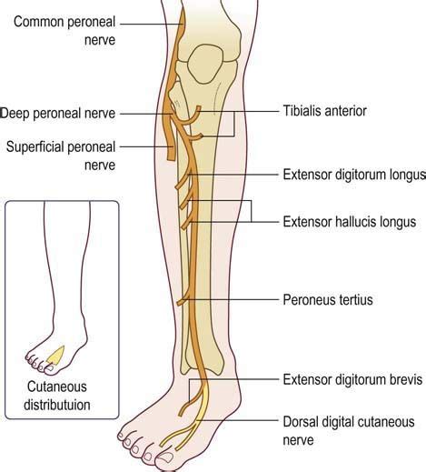 Common Fibular Nerve | Common fibular nerve, Nerve, Nerve anatomy