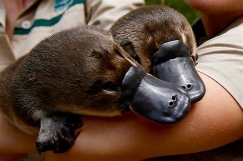 Stop what youre doing right now there are baby platypus twins at Zoos Victoria Healesville ...