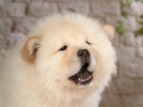 10 Dogs That Look Like Polar Bear Cubs | Rover.com