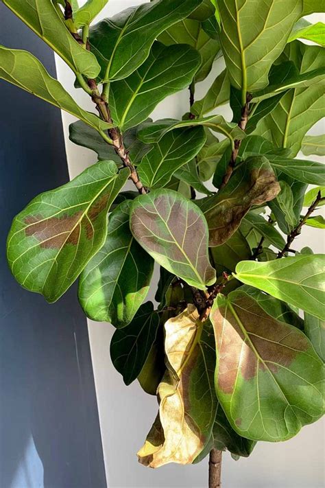 How to Grow and Care for Fiddle-Leaf Fig (Ficus lyrata)