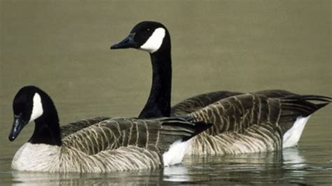 'Goose-killer lurks in River Lea' near Olympic Stadium - BBC News