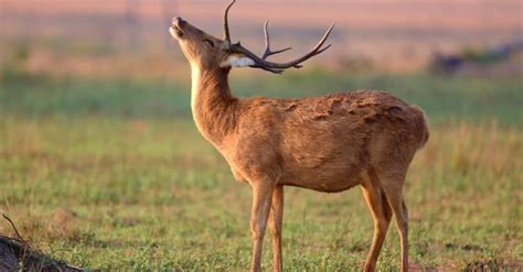 Antelope Vs Deer: What Are the Differences? - IMP WORLD