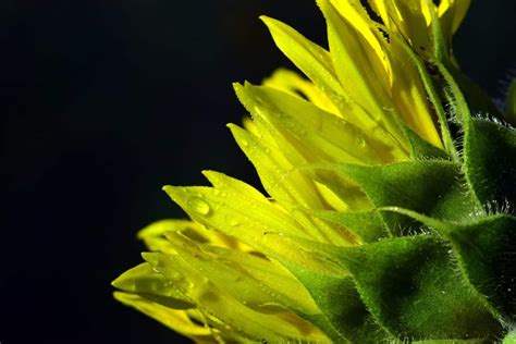 Free picture: sunflower, dew, detail, leaf, beautiful, petal, plant ...