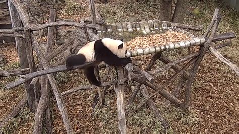 SEE IT: Giant panda cub somersaults in chilly weather at National Zoo