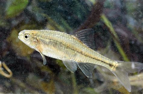 Oregon Chub First Fish Removed From Endangered List • Utah People's Post