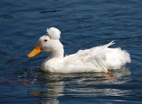 Crested Ducks | Oklahoma State University