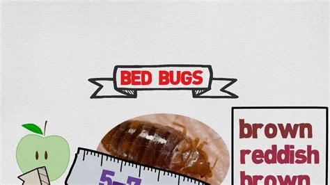 Bed Bug Exterminators NYC | Bed Bug Removal NYC - YouTube