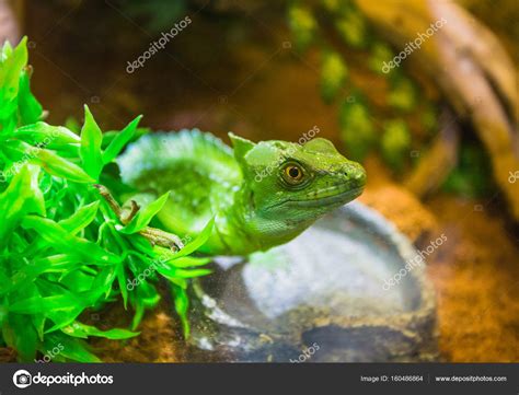 The green lizard in a terrarium at resort Vinpearl Stock Photo by ...