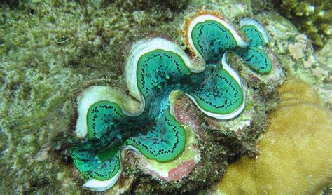 The ocean's giant clams - Australian Geographic