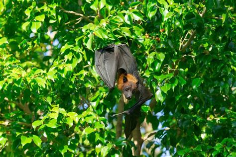 Bat Hanging on a Tree Branch Stock Photo - Image of wild, wrapped: 268746820