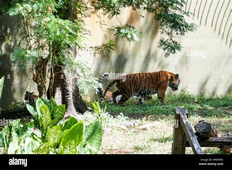 The Malayan tiger (Panthera tigris tigris) is a tiger population in ...