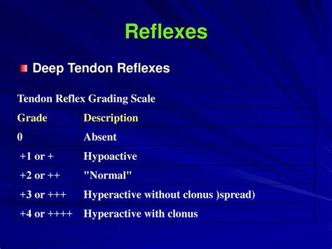 Deep Tendon Reflex Scale