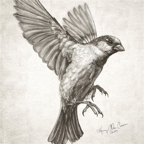 Kenny Cramer on Twitter: "Sparrow flying #drawing for new #artwork featuring #SciotoMile tree ...