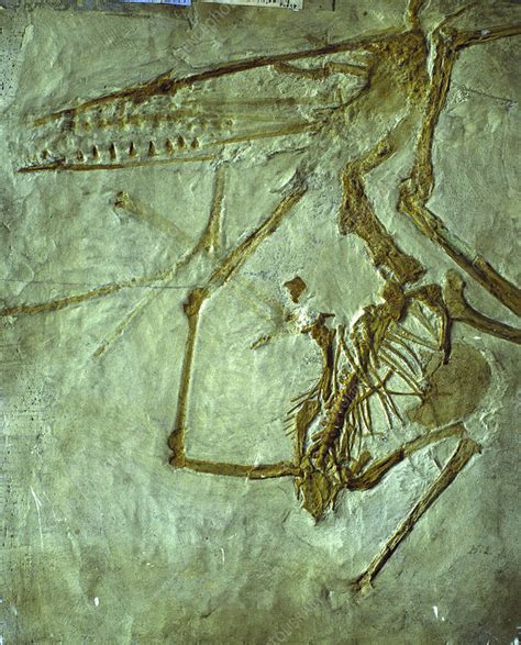 Pterodactyl fossil - Stock Image - E446/0053 - Science Photo Library