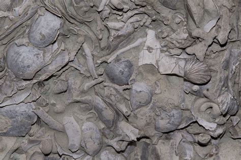 Detail of Specimen from the Mill Creek Valley. Upper Ordovician rocks form the Cincinnatian ...