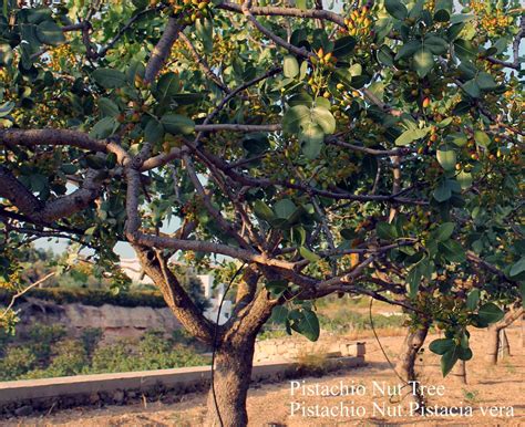 Pistacia vera - Edible Fruit/Nuts,Fruits - Pistachio, Pistachio Nut