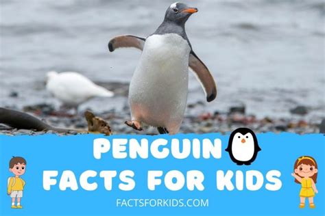 15 Penguin Facts For Kids That Make For A Great Read – Facts For Kids