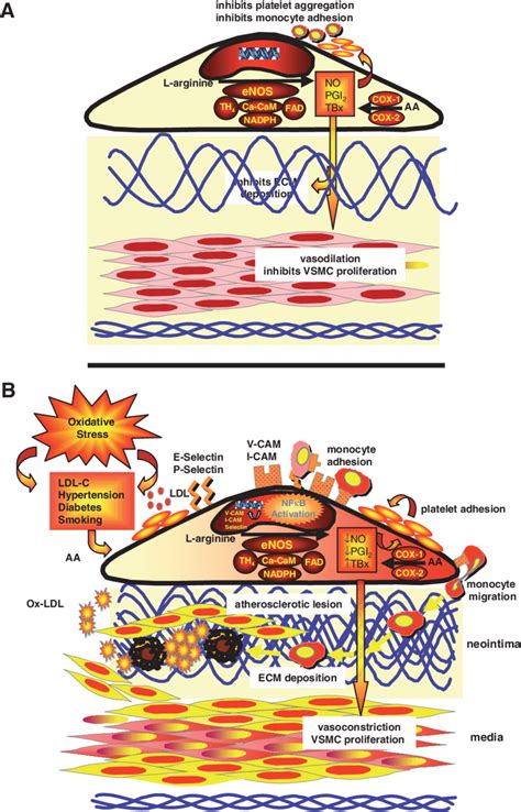 2. Pathophysiology of endothelial dysfunction. (A) In normal... | Download Scientific Diagram