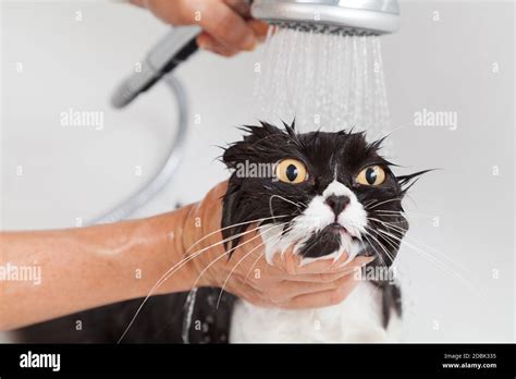 Bath or shower to a Persian breed cat Stock Photo - Alamy