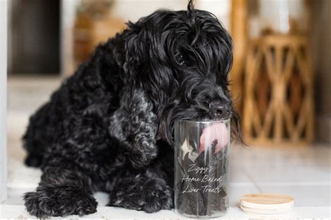 Oven-Baked Beef Jerky for Dogs Recipe | Pretty Fluffy