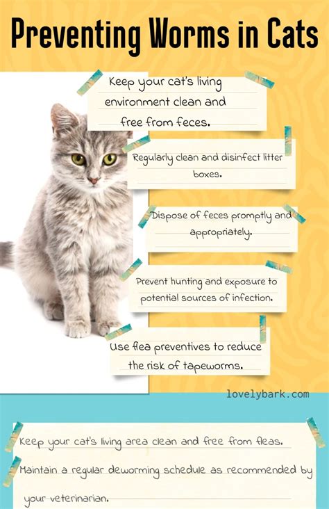 Best Treatment for Worms in Cats | Symptoms, Causes & Prevention ...