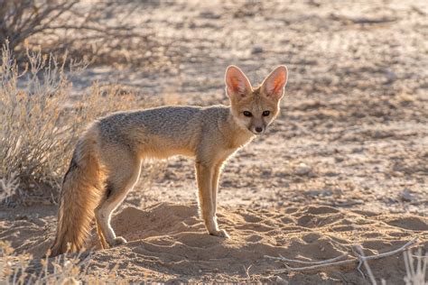 Cape fox. | RKO_8722. Image taken early morning near Rooiput… | Flickr