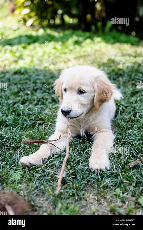 puppies of golden retriever playing in the garden Stock Photo - Alamy