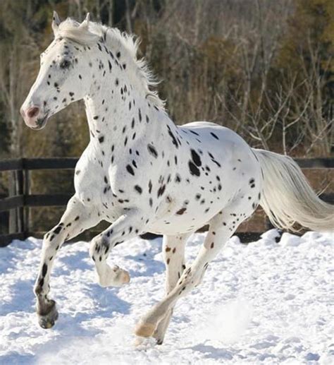 Pin by Nicole Davies on Equidae | Appaloosa horses, Horses, Horse breeds