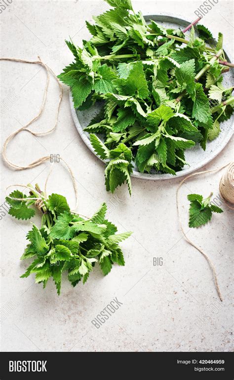 Melissa Plant, Fresh Image & Photo (Free Trial) | Bigstock