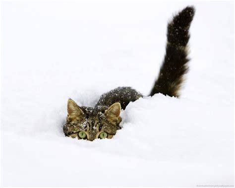 Cats in Snow Wallpaper - WallpaperSafari