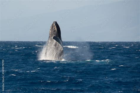 Humpback whale breaching during breeding season, Maui, Hawaii Stock Photo | Adobe Stock