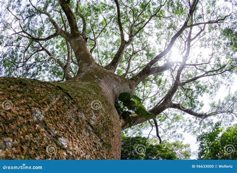 Árbol De Guanacaste, árbol Nacional De Costa Rica Foto de archivo ...