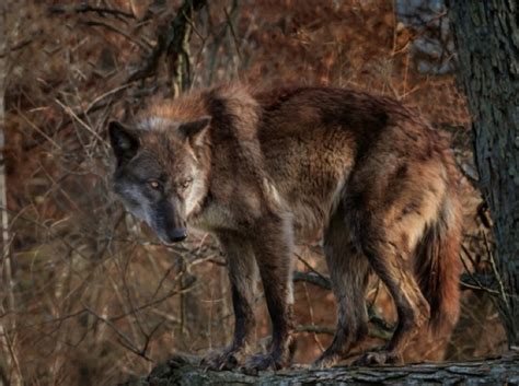 White Wolf : Trappers killed 165 rare Alexander Archipelago wolves on Prince of Wales Island