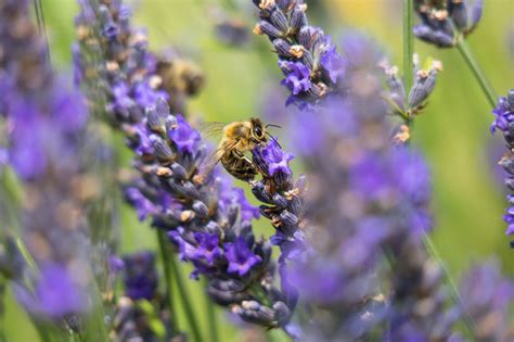 How to Plan the Perfect Herbal Tea Garden