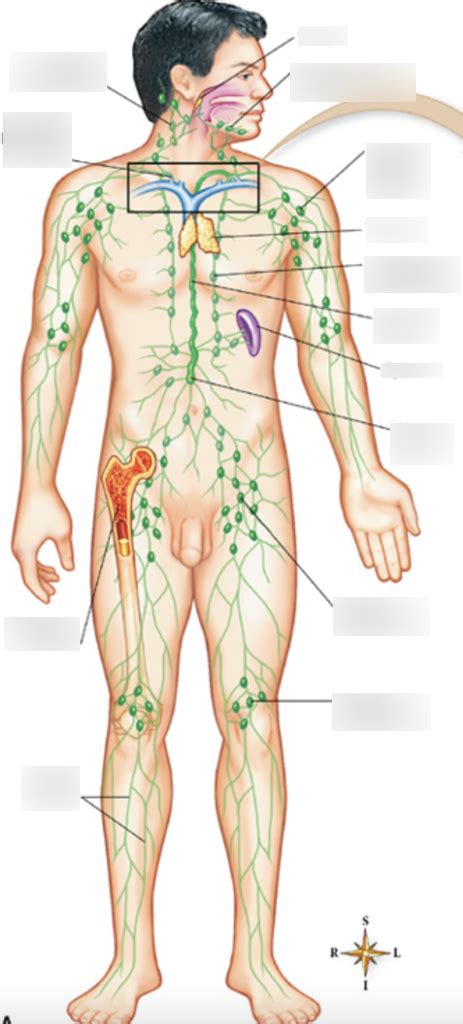 Lymph Where Diagram | Quizlet