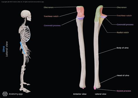 Ulna | Encyclopedia | Anatomy.app | Learn anatomy | 3D models, articles ...