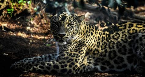 Three rare Persian leopard cubs unveiled at Lisbon zoo - GulfToday