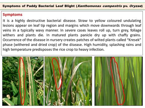 Symptoms of Paddy Bacterial Leaf Blight (Xanthomonas campestris pv ...