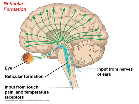 The Brainstem