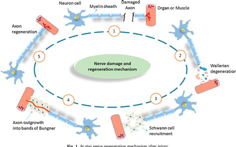 Figure 1 from Regeneration of peripheral nerves by nerve guidance conduits: Influence of design ...