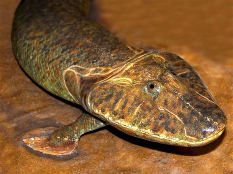 Tiktaalik is an extinct lobe-finned fish from the late Devonian period, with many features akin ...