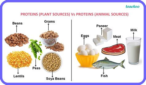 [Science] Proteins - Definition, Meanining, Types - Class 6 Teachoo