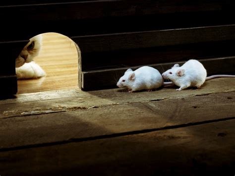 White Mice - Pets Cute and Docile