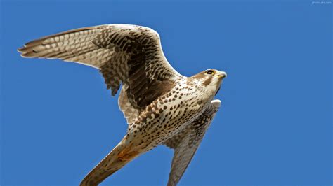 عکس پرواز پرنده شاهین falcon bird flying