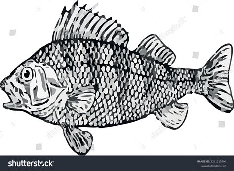 Carp Vector Black Whte Art Stock Vector (Royalty Free) 2231215999 | Shutterstock