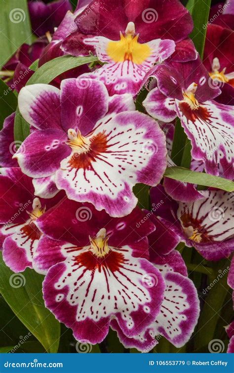 A Bright Beautiful Bunch of Orchids Stock Image - Image of bunch, orchids: 106553779